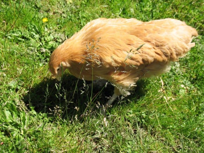 Scouting the grass for snacks during recess.