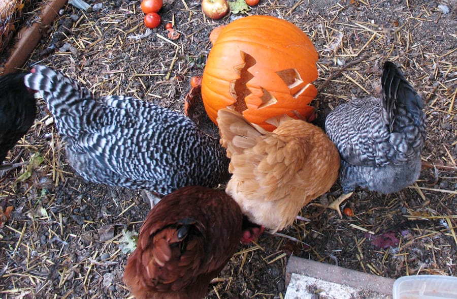 10 days to recycle your jack-o-lantern to put it to good use after the holidays!