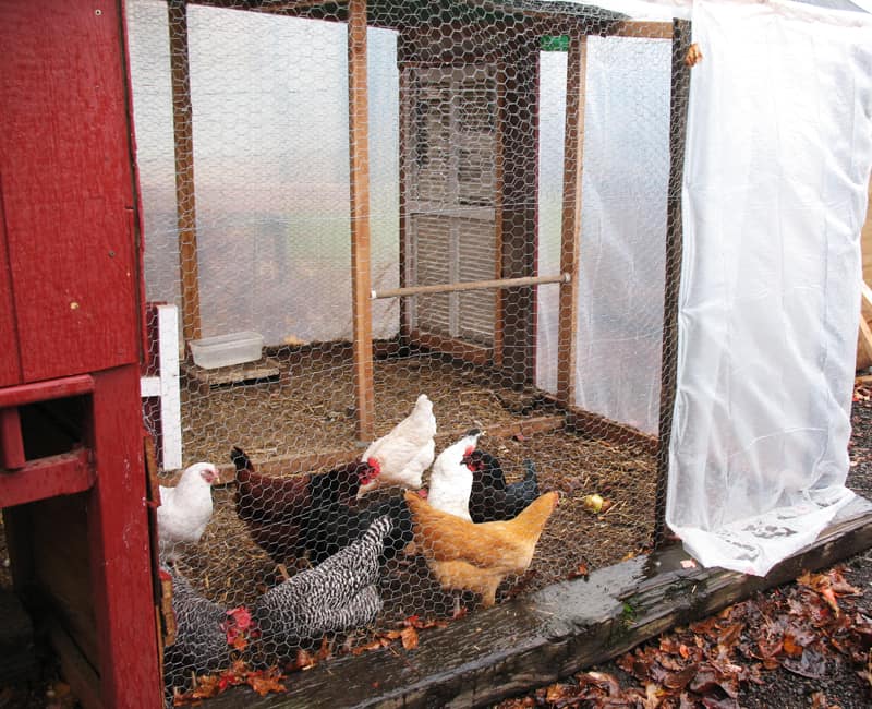 Getting Your Coop Ready for Winter - Battening Down the Chickens — Randy's  Chicken Blog