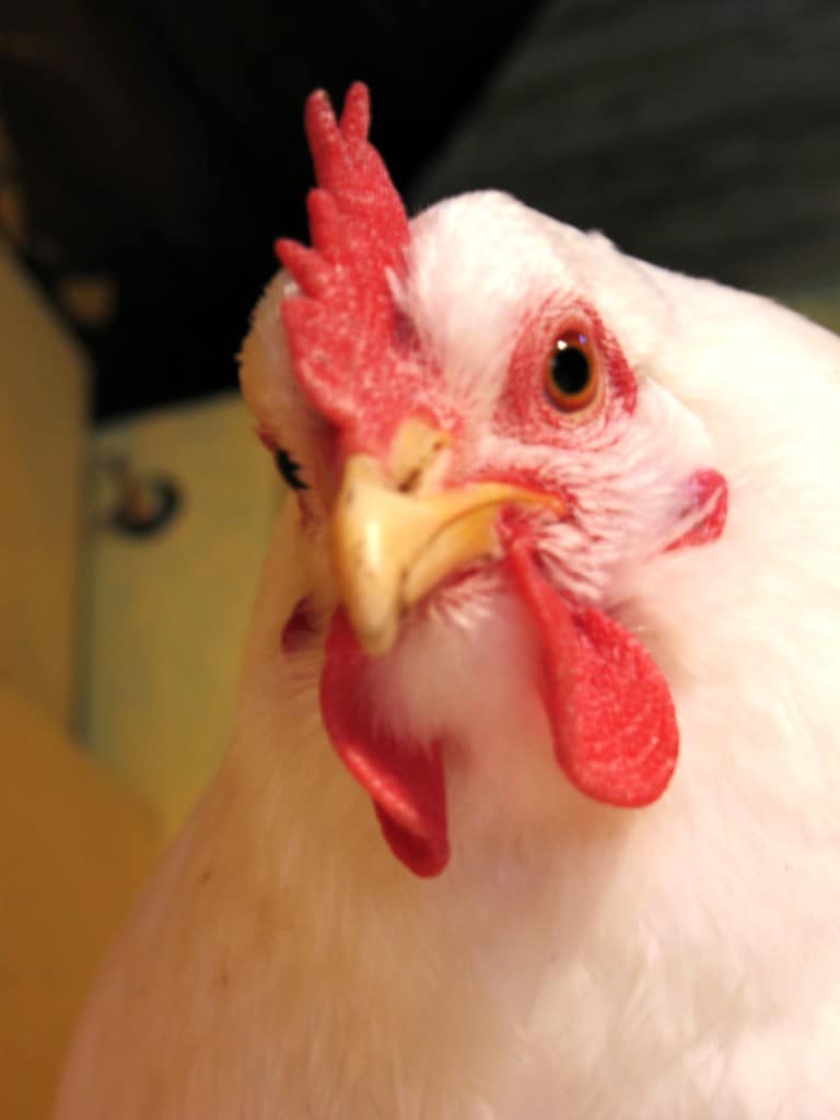 Nice red comb and wattles.