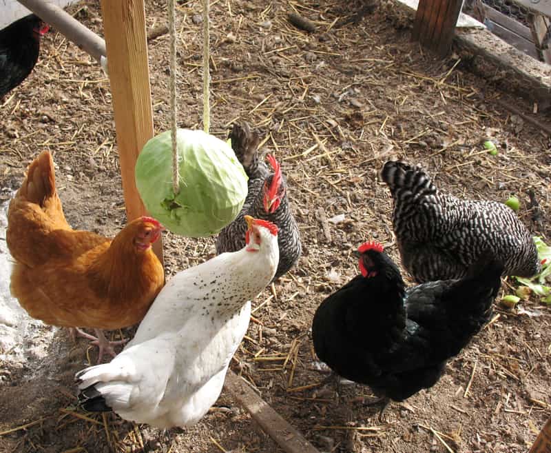Chickens gathering around to figure out what a hanging cabbage is doing in their house.