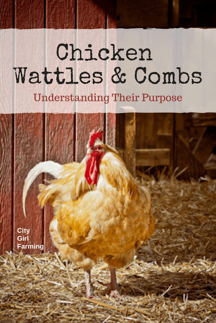 Why do chickens have wattles and combs? What is the purpose? Find out here.