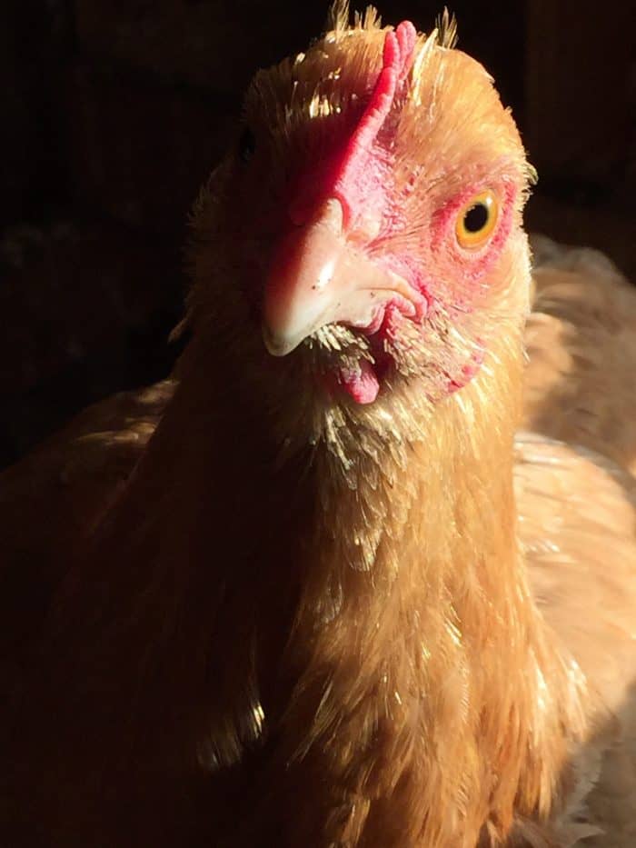 Why do chickens have wattles and combs? What is the purpose? Find out here.