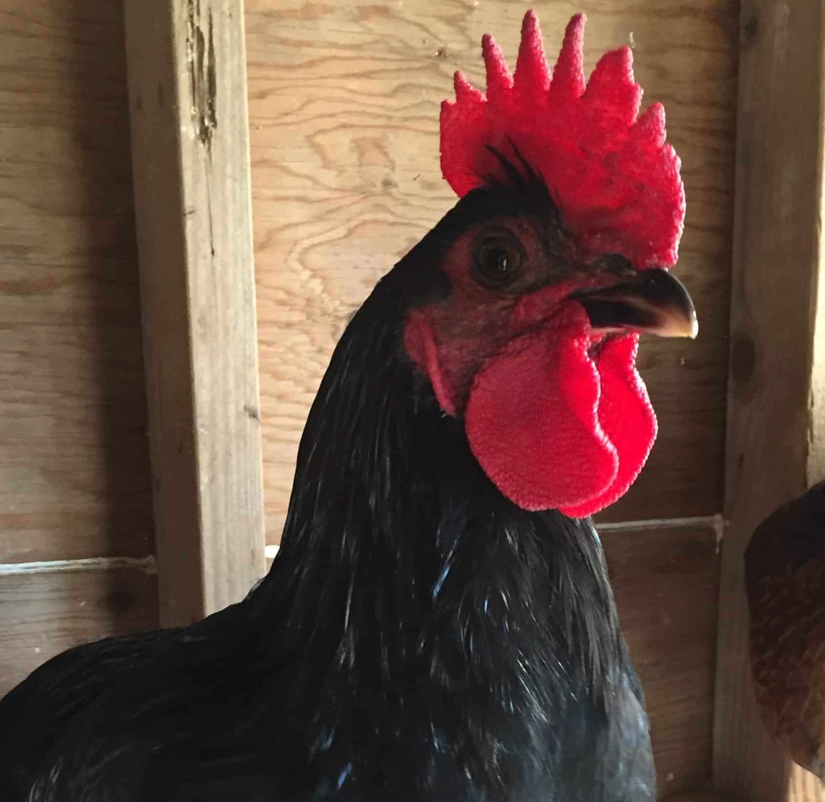 Why do chickens have wattles and combs? What is the purpose? Find out here.