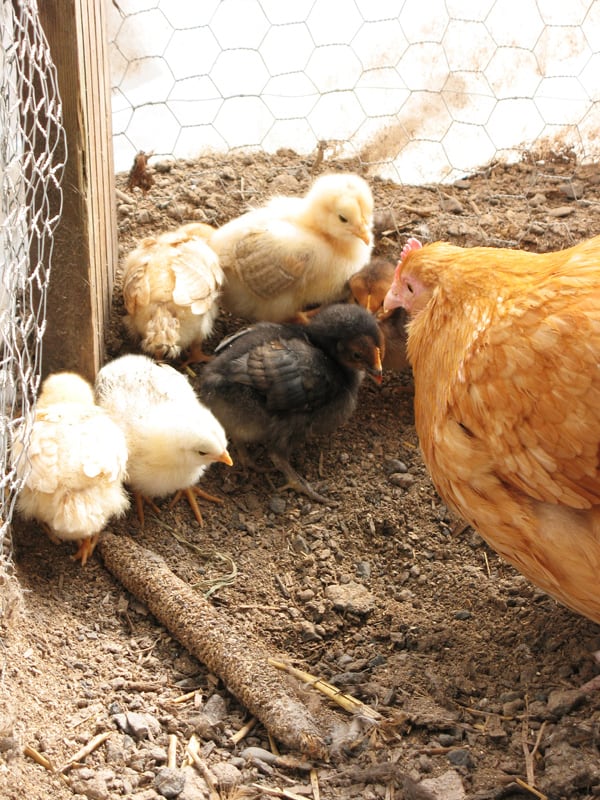 Harriet lined them up and taught them the finer things of chicken hygiene.