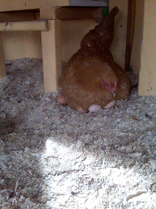 Tucking the last of the eggs back under her.