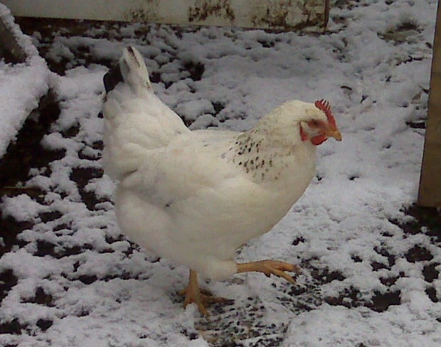 A chicken in the snow