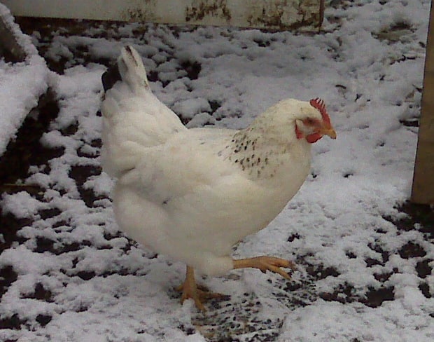 Raising Chickens in Cold Weather