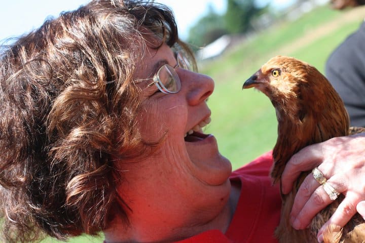 Did you hear the one about the chicken who crossed the road?