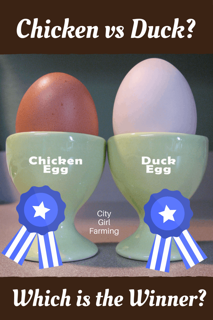 Duck Egg Vs Chicken Egg (Which is the True Winner?) - CITY ...