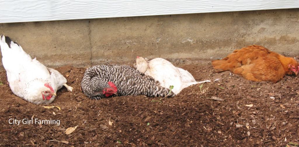 All in the family dust bath!