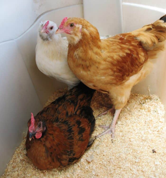 Take the mystery out of feeding your chickens. Know what to feed them when, no matter how old they are.