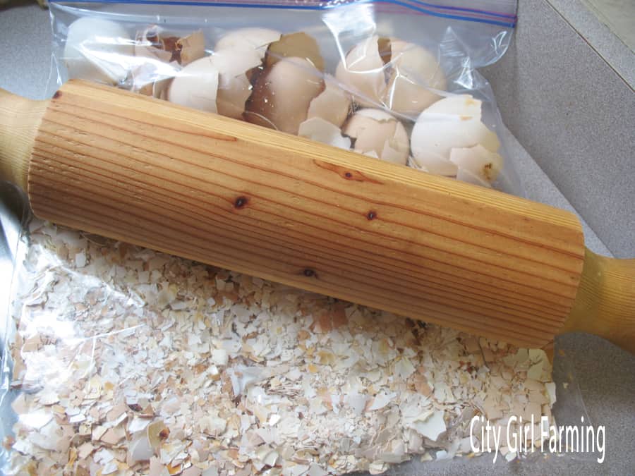 Crushing eggshells with a rolling pin.