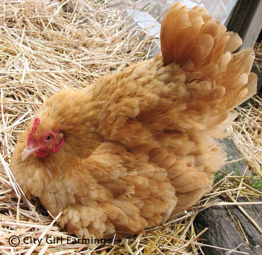 Broody Buff Orpington Hen