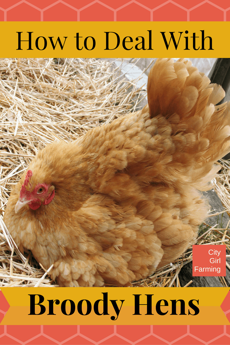 Got a broody hen? Here's a few ways to deal with it.