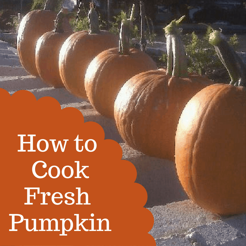 how-to-cook-pumpkin-and-eat-it-too-city-girl-farming