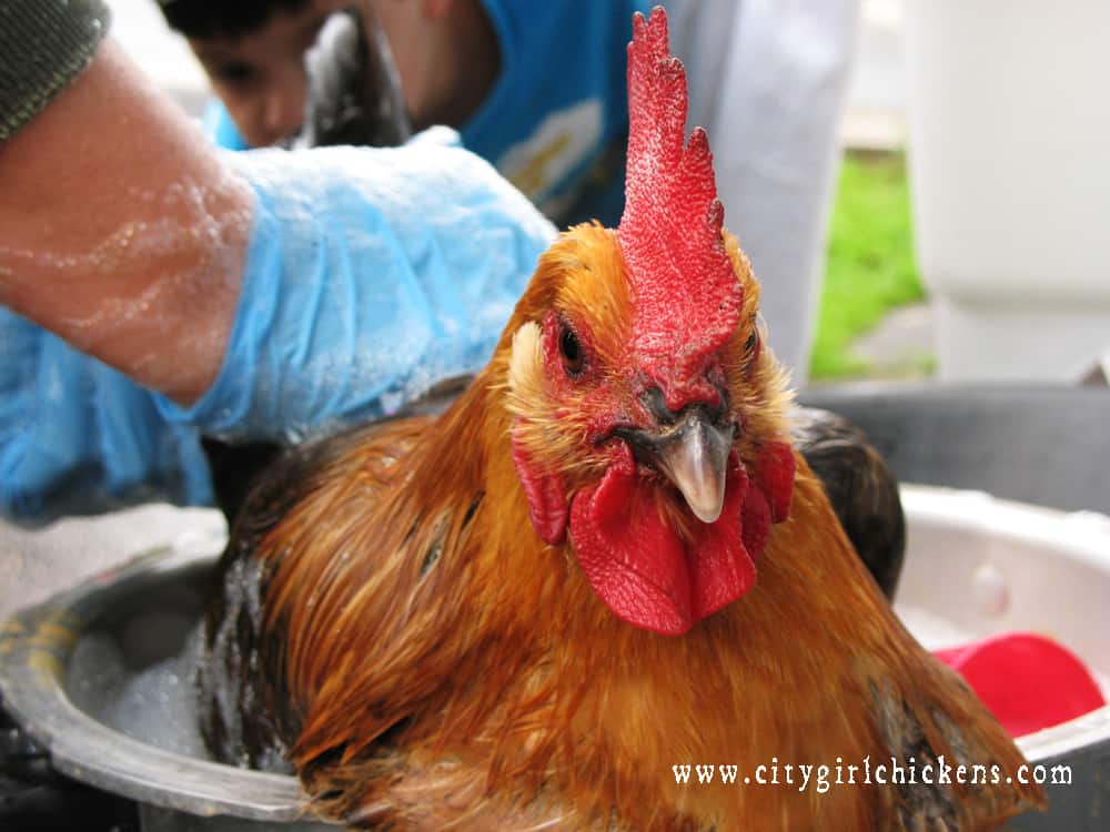 Do you know how to tell if your chickens have lice? Do you know what to do? Here's a simple, non-toxic solution.