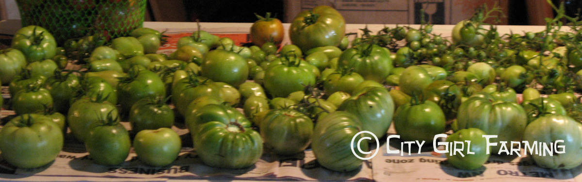 For those times, at the end of gardening season, when you're overflowing with green tomatoes, here's a great recipe (that's very versatile for lots of good food). Easy to make and tasty too! 