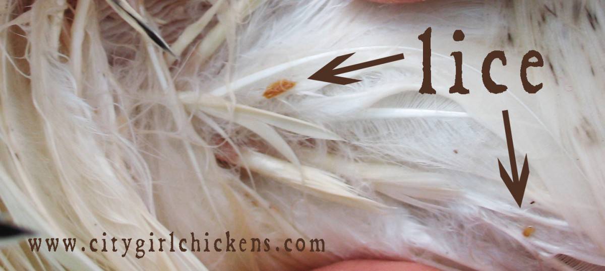 chicken-lice-sustainable-living-for-regular-people-city-girl-farming