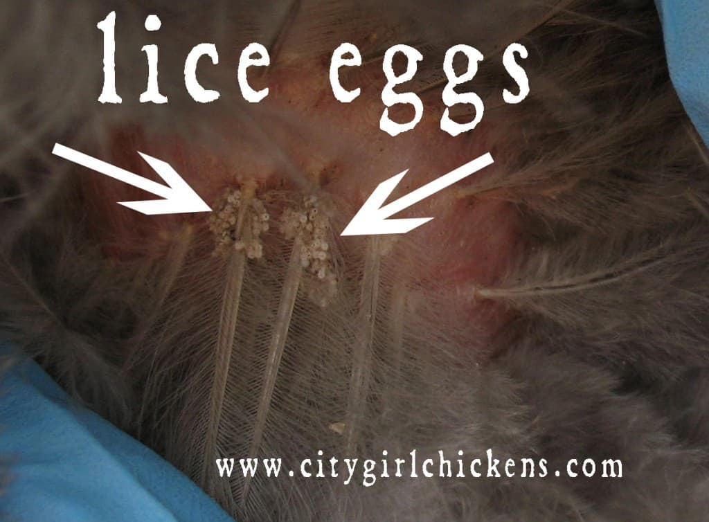 Clumps of lice eggs at the base of the feathers.