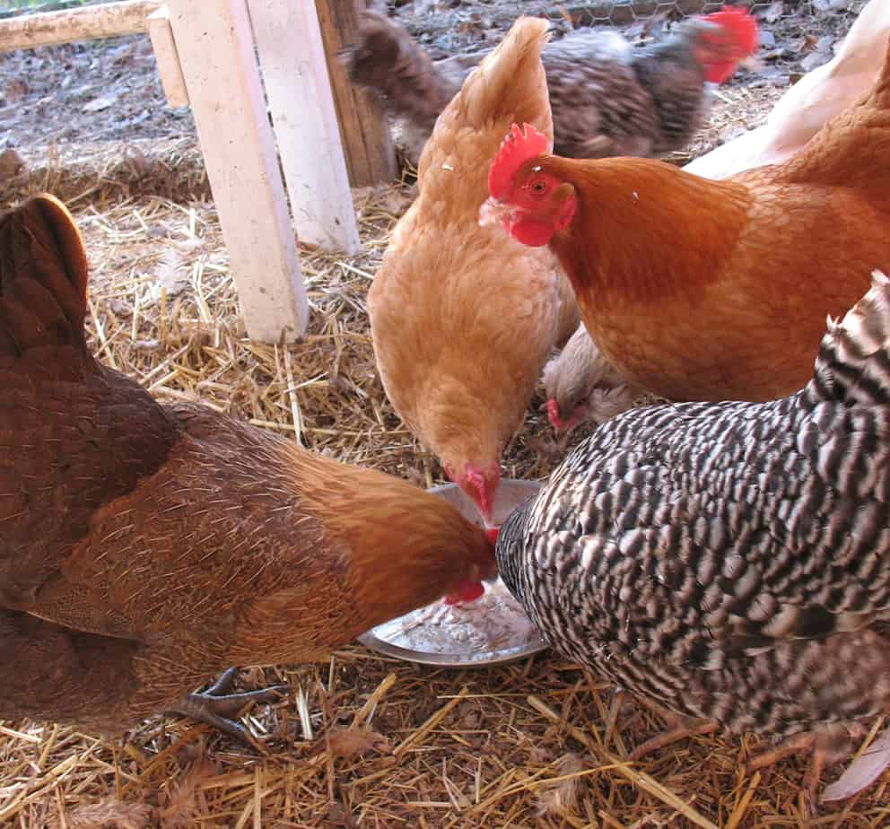 Chickens-eating-yogurt