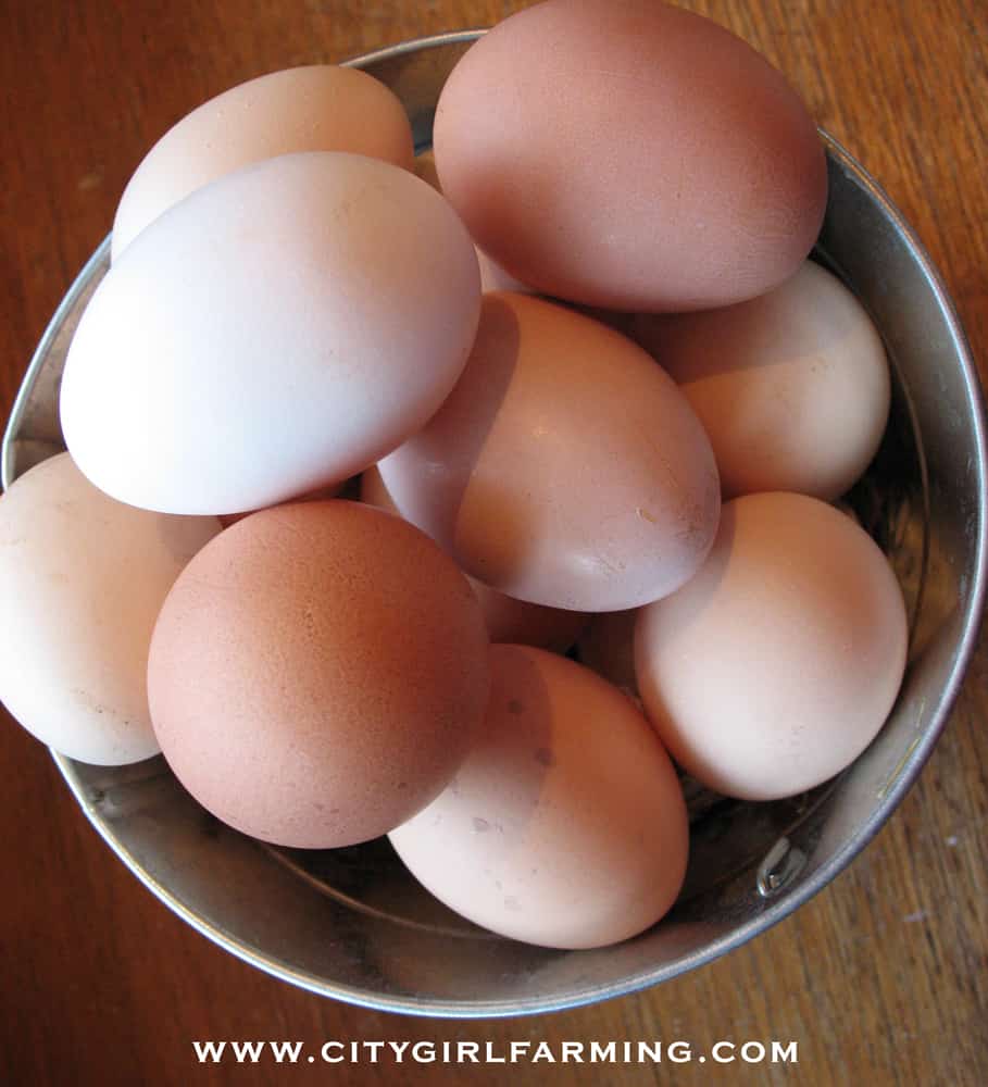 eggs-in-bucket