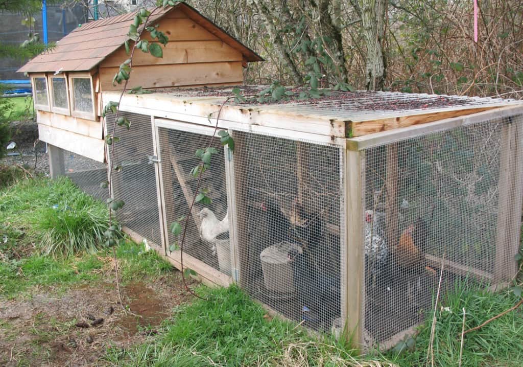 basic chicken coop
