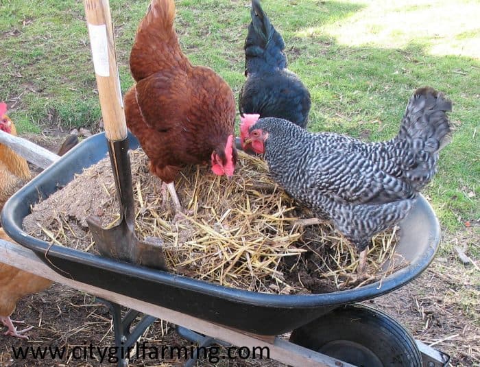 chicken-dirt-wheelbarrow