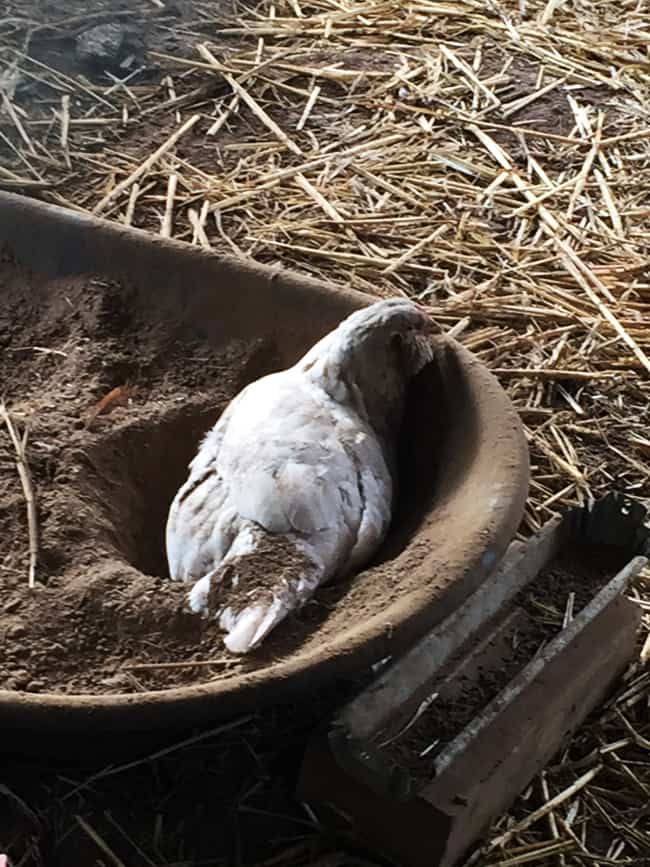 Chickens in hot weather: 17 ways to help keep your flock cool this summer