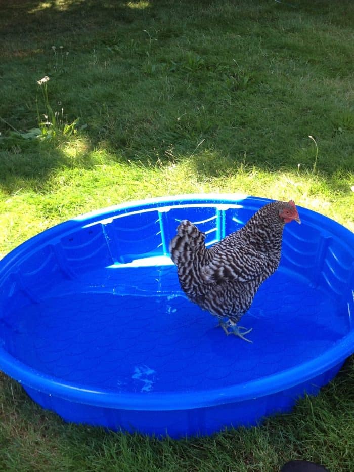 Chickens in hot weather: 17 ways to help keep your flock cool this summer
