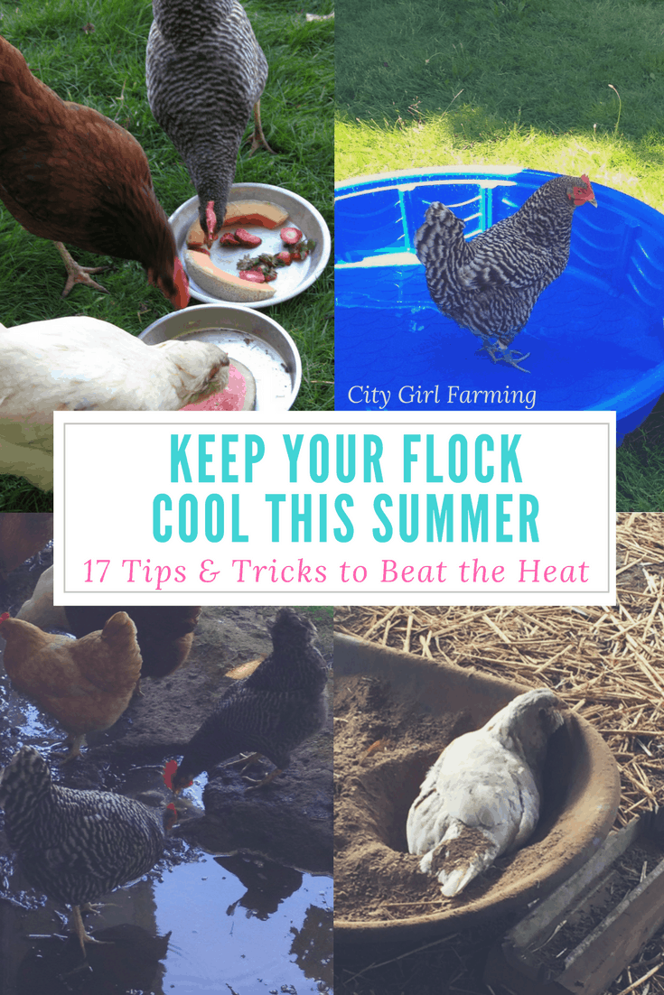 Chickens in hot weather: 17 ways to help keep your flock cool this summer