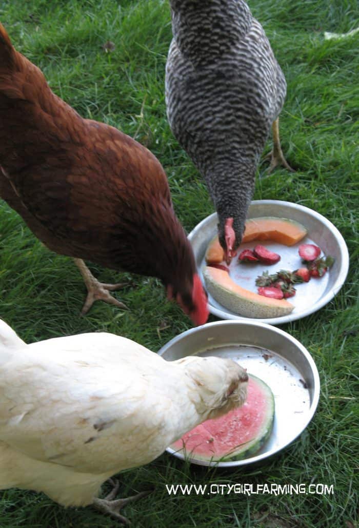 Take the mystery out of feeding your chickens. Know what to feed them when, no matter how old they are.