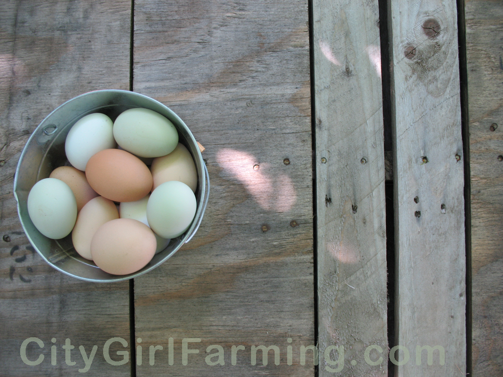 multi-colored-backyard-eggs