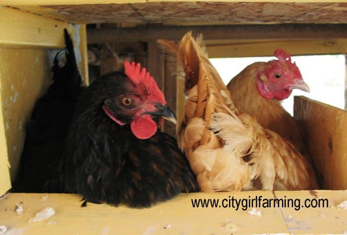 Hens are  great at laying eggs. Except when they're not. Here's 12 reasons they might stop laying eggs so you can problem solve how to help them.