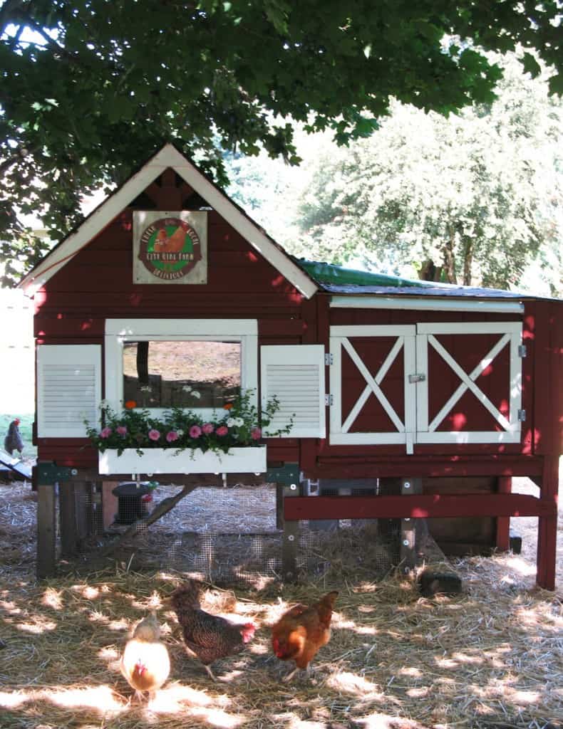 basic chicken coop