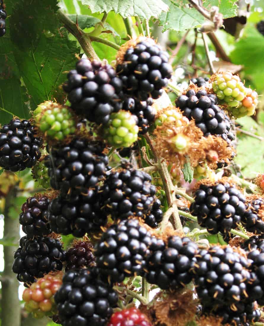 blackberries