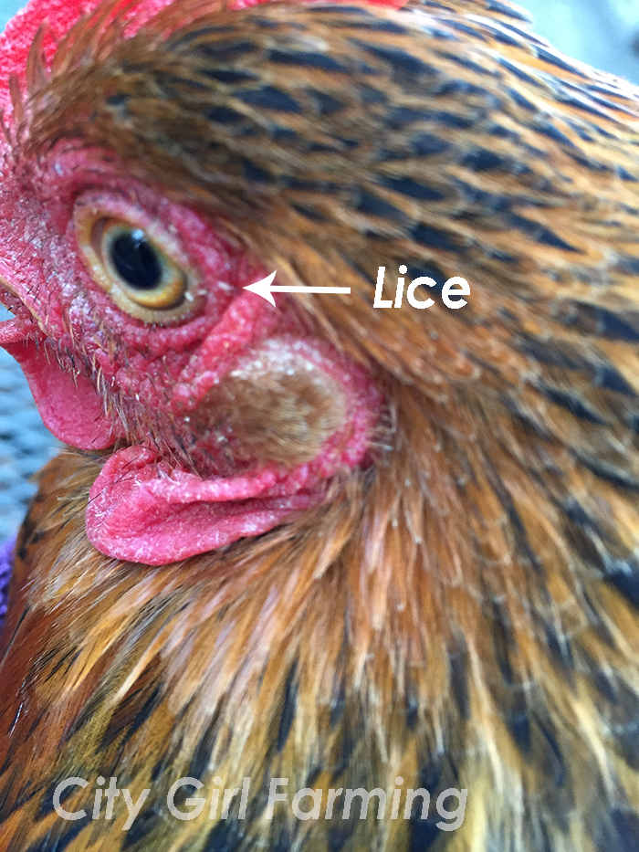 Do you know how to tell if your chickens have lice? Do you know what to do? Here's a simple, non-toxic solution.