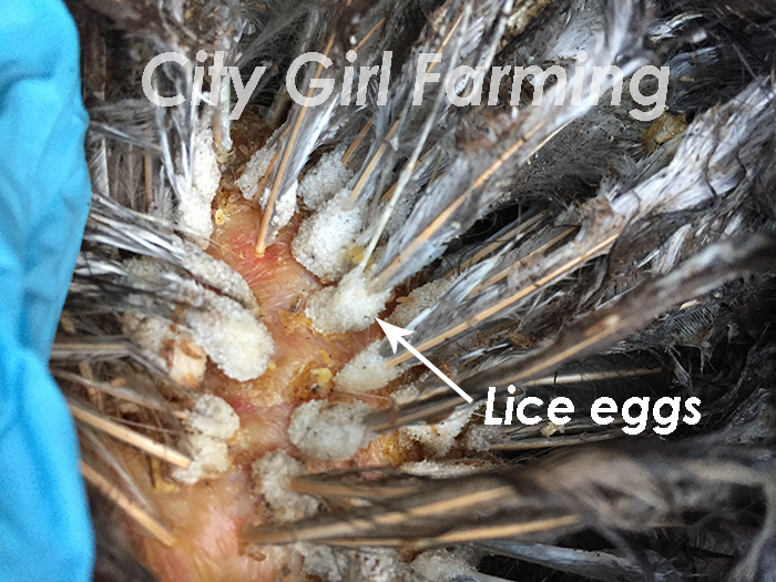 Do you know how to tell if your chickens have lice? Do you know what to do? Here's a simple, non-toxic solution.