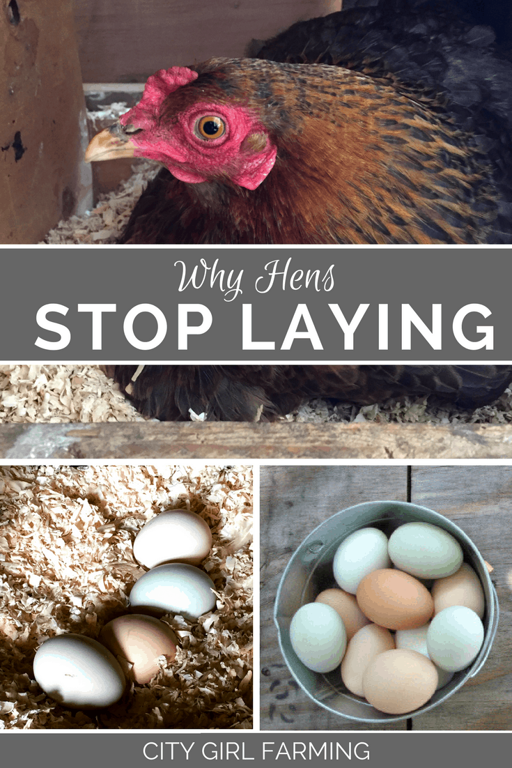 Hens are  great at laying eggs. Except when they're not. Here's 12 reasons they might stop laying eggs so you can problem solve how to help them.