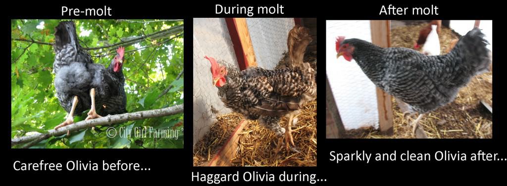 Olivia-molt-cycle