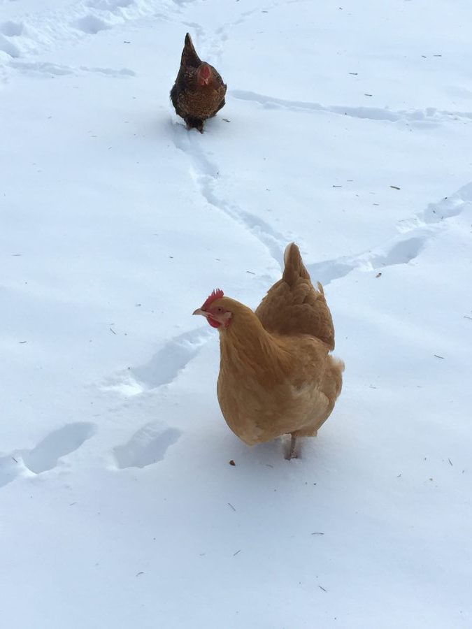 Winter chickens in the snow