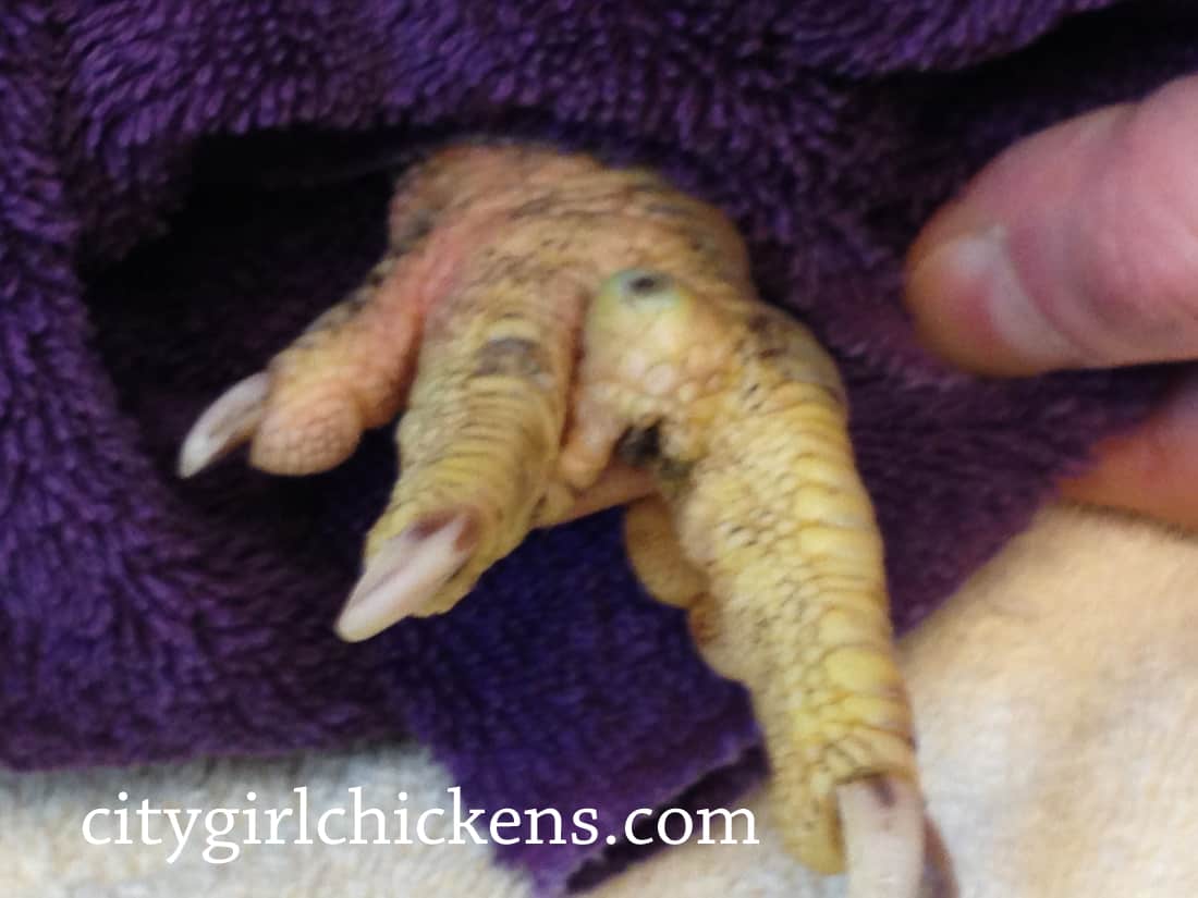 bumble foot on chicken