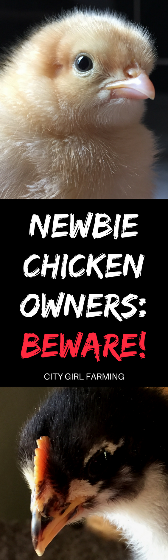 Newbie chicken owners, BEWARE! Raising chickens will be more than you bargained for. Be prepared for your life to go a little sideways...and to stay that way forever! It will change you in ways you couldn't possibly anticipate. (And all for the better).