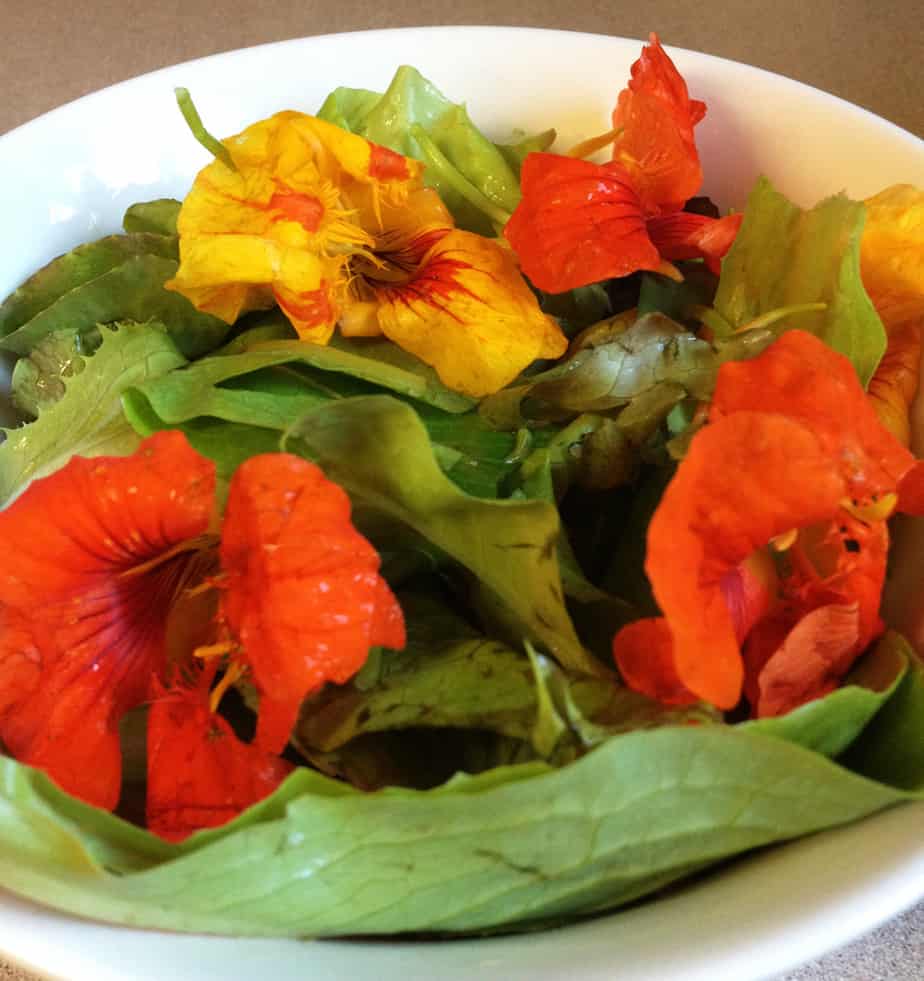 nasturtium-salad