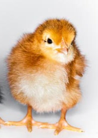 Baby Bunnies, Baby Chicks and Baby Ducks - CITY GIRL FARMING