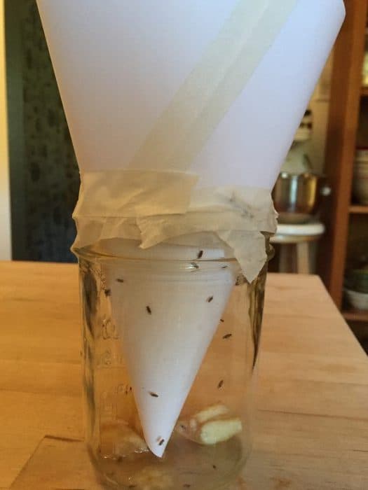 A quick, non-toxic solution to catching fruit flies that will have you leaping for joy!