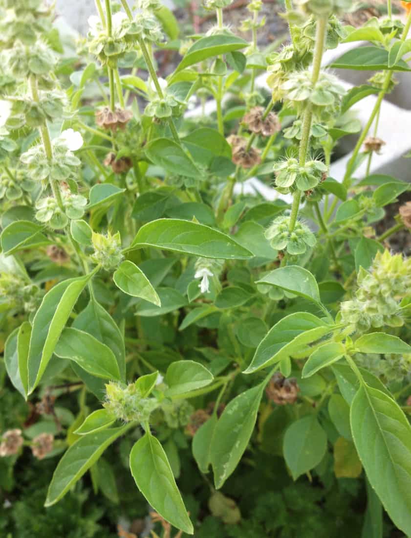 limeBasil