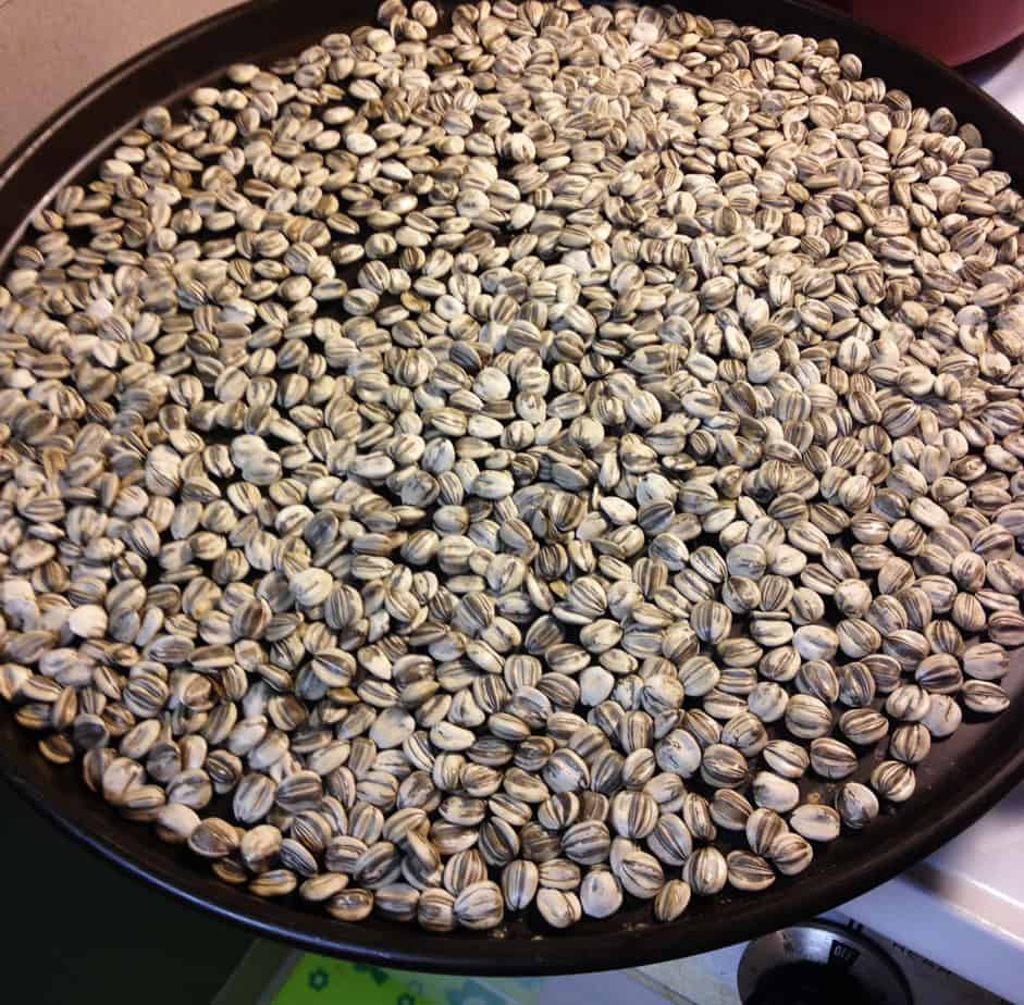 seeds-on-cookie-sheet