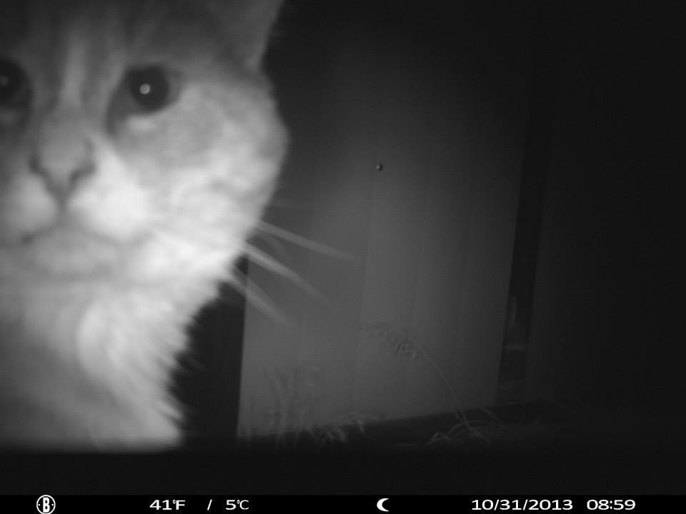 Everyone is into selfies these days...cats can potentially cause threat to a flock, but generally only to chicks. I've never had a problem with the many cats that come in and out of my backyard.