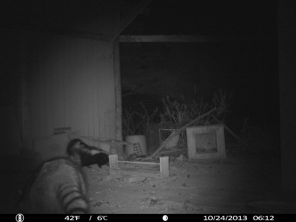 What's stalking your flock? Probably more than you realize! There are so many dangers lurking out there day and night from animals that would like to make a tasty meal out of your chickens. Here's some ways to identify the dangers and protect your flock.